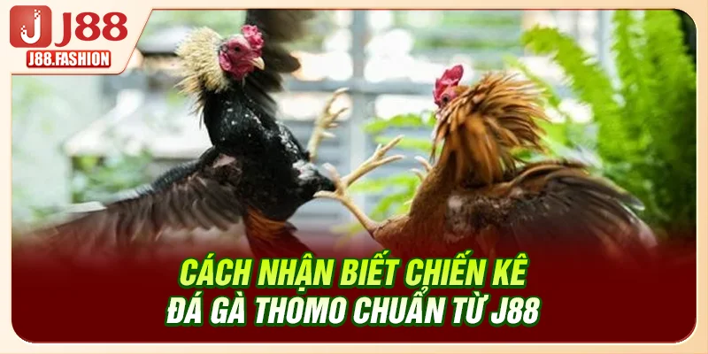 Cách nhận biết chiến kê đá gà Thomo chuẩn từ J88