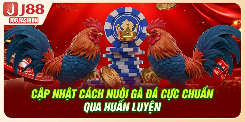 Cập nhật cách nuôi gà đá cực chuẩn qua huấn luyện