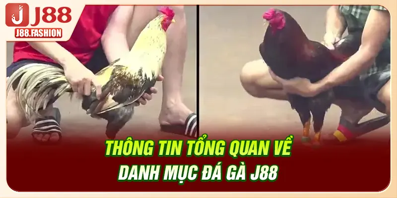 Thông tin tổng quan về danh mục đá gà J88